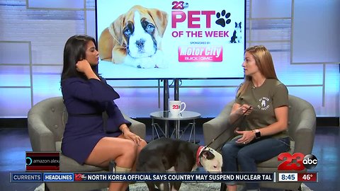 Pet of the Week: Porter two-year-old boxer mix