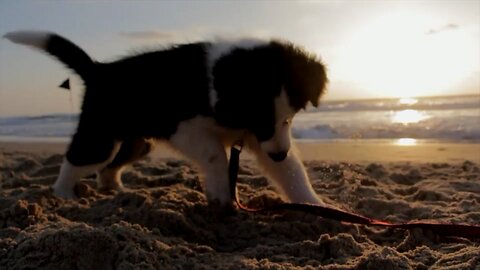 Puppy at the beach