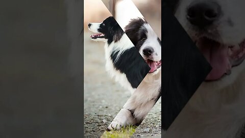 Unleashing the Power of Border Collies: The Ultimate Breed for Herding and Agility!