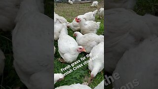 Chickens LOVE Fresh Grass
