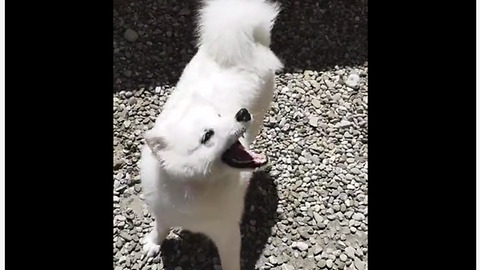 Water-loving dog goes nuts for the hose