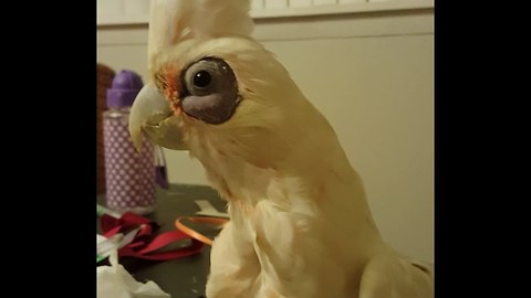 Cutest Dancing Cockatoo Ever-Maui Lynn!!!