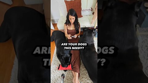 Are your dogs this needy? #shorts #dog #doglover #canecorso