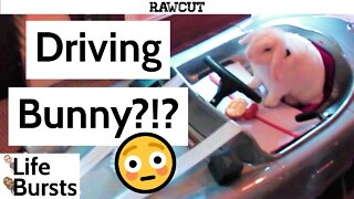 WHAT! A bunny driving a car? WHY!? - Life Bursts Clips