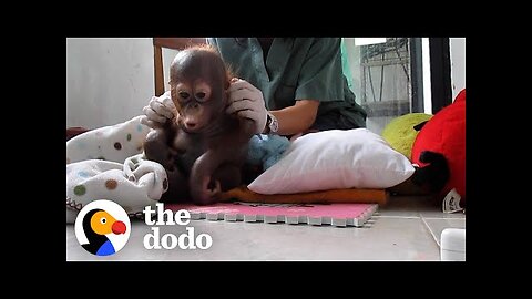 Baby Orangutan Rescued 8 Years Ago Is Finally Ready For Release