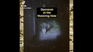 Opossum at the Watering Hole