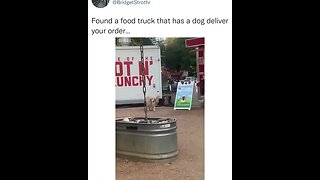 A delivery dog.