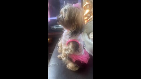 Goofy Yorkie totally forgets how to be a dog