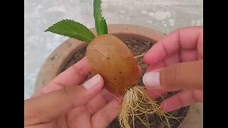how to grow kiwi fruit