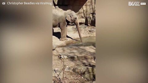 Elephant seen eating ice in zoo enclosure