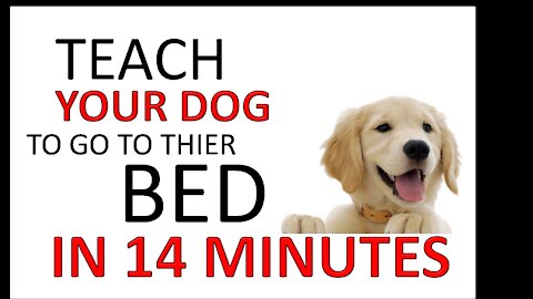 How to teach your dog to go to their bed ON COMMAND