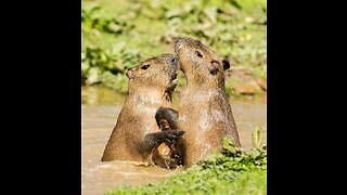 Why Beavers Matter As The Planet Heats Up?