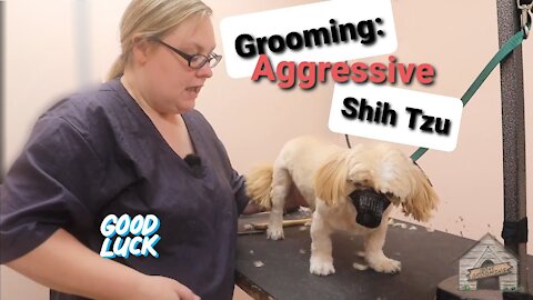 Grooming an aggressive dog