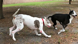 Happy Seven Year Old Great Danes Playing Like Puppies