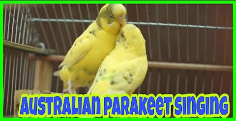 Australian parakeet singing