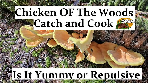 Chicken of the Woods- Yum or Yuck? Catch and cook, tasting