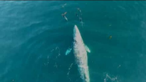 Enorme balena grigia si diverte con i suoi amici delfini