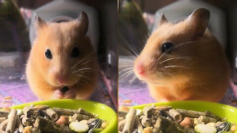 Cute Syrian hamster with small fat fingers eats food