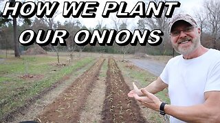 How To Plant Onions In Rows