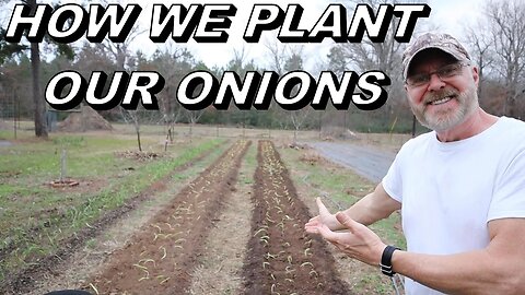 How To Plant Onions In Rows