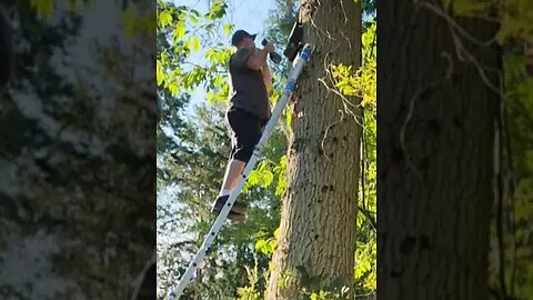 Installing a BAT HOUSE in a TREE!