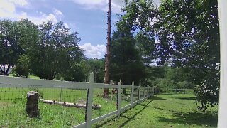 Pine Trunk in a Tight Squeeze