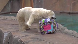 Milwaukee County Zoo celebrates polar bear's birthday
