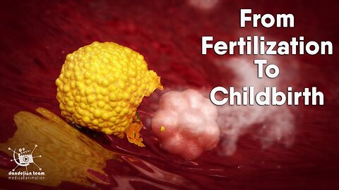 fertilization to childbirth