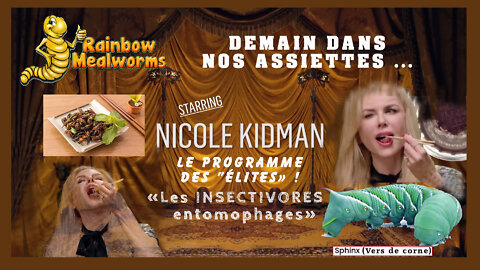 Insectivores entomophages? "C'est pour demain dans nos assiettes" !!! Cf.Nicole Kidman (Hd 1080) Voir descriptif