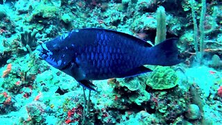 Midnight parrotfish is strikingly beautiful and elusive