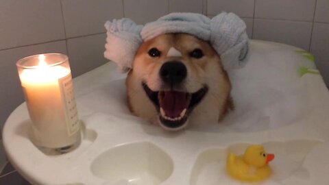 Splish-Splash, This Doggy's Taking A Bath