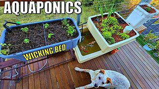 How to Make Soil Wicking Bed & Dutch Bucket for your Aquaponics System