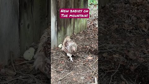 New babies on the Mountain! #chickens #kitties