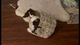 Springer Spaniel Puppy Playing With Toy Basket