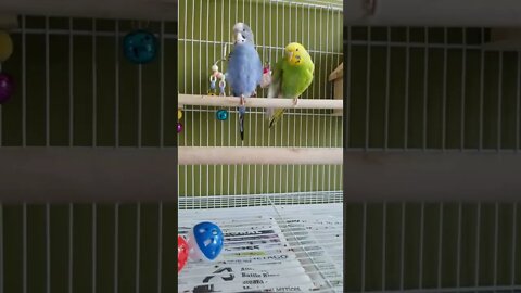 Budgies Somebody To Love 💖 #youtubeshorts #shorts #funny #animallover #birds #budgies