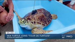 Sea turtle joins "Tour De Turtles"