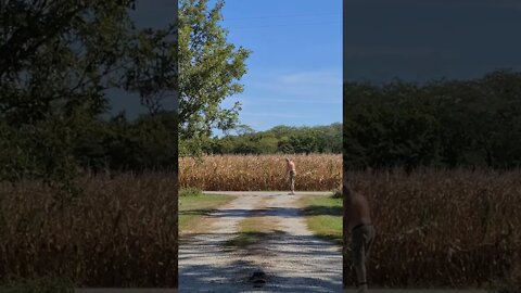 Discus Throw practice, two of my better Throws, Crazy 🤪 old man