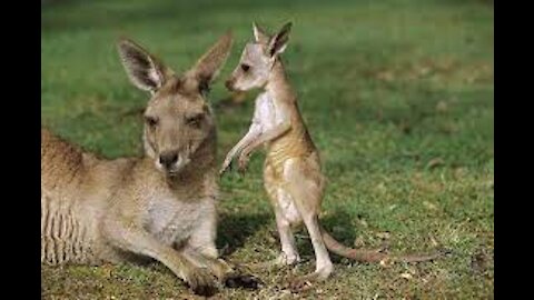 Watch The Close view of a Kangaroo And it`s Cute Baby