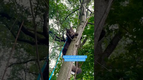 Adorable Cat's Climb: Chasing a Bird up a Tall Tree! #cats#catlife#catvlog