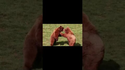 stock-footage-bears-fighting-in-natural-park.webm