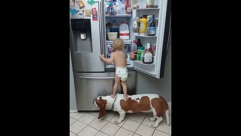 Little Baby and dog stealing food in the refrigerator.