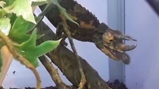 Chameleon Catching Crickets