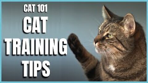 Cats 101 : Basic Cat Training Tips
