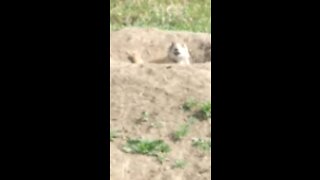 Chirping prairie dogs