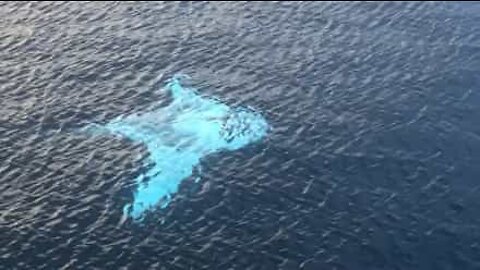 Drone films giant manta ray in Indonesia