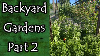 Backyard Gardens Part 2 August 2022