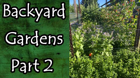 Backyard Gardens Part 2 August 2022