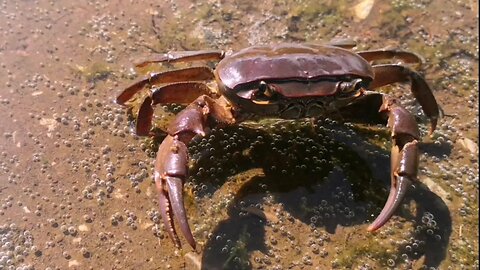Crab attack! Edit #crab #attack #funny