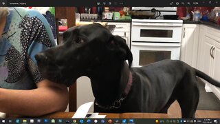 Saucy Great Dane puppy begs for food in a big voice