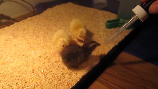 Adorable Baby Chicks Follow An Eyedropper